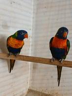 Koppel lori's van de blauwebergen, Dieren en Toebehoren, Meerdere dieren, Papegaai, Geringd