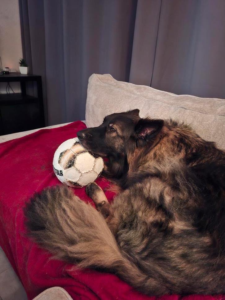 Gezocht.....oude leren voetballen, Diversen, Rommelmarktspullen, Ophalen