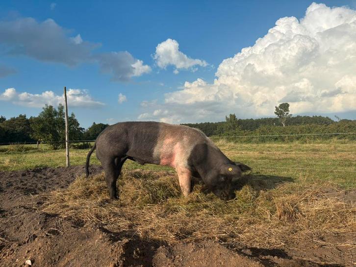 Husumer dekbeer te huur, Dieren en Toebehoren, Schapen, Geiten en Varkens, Varken, Mannelijk, 3 tot 5 jaar