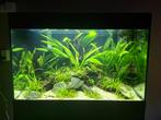 Oase StyleLine 175 Set Zwart

160L, Dieren en Toebehoren, Vissen | Aquaria en Toebehoren, Ophalen, Zo goed als nieuw