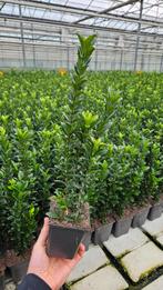 Euonymus Green Spire - haagplant - zware uitvoering, Tuin en Terras, Planten | Struiken en Hagen, Ophalen of Verzenden