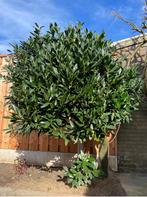 Prunus Laurocerasus 'Mano’ laurier op stam 200+cm hoog! teab, Tuin en Terras, Planten | Bomen, Halfschaduw, Lente, 250 tot 400 cm