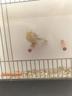 TKA diverse popjes, Dieren en Toebehoren, Vrouwelijk