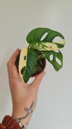 Monstera Adansonii Variegata., Ophalen of Verzenden, Overige soorten, Minder dan 100 cm