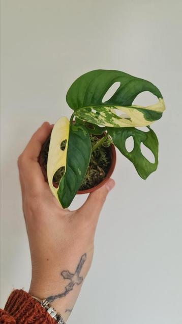 Monstera Adansonii Variegata.  beschikbaar voor biedingen