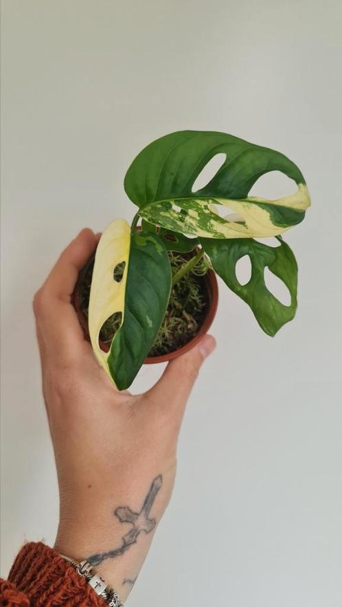Monstera Adansonii Variegata., Huis en Inrichting, Kamerplanten, Overige soorten, Minder dan 100 cm, Ophalen of Verzenden