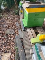 Buckfast bijenvolken, Bijen