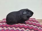 Zwarte en blauwe gladhaar cavia beren, Dieren en Toebehoren, Cavia, Mannelijk, December, Tam
