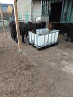 Verzorger of Verzorgerster gevraagd, Dieren en Toebehoren, Ophalen of Verzenden