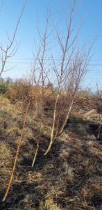 Papierberk (Betula papyrifera) 160-180 cm, Tuin en Terras, Planten | Bomen, Ophalen of Verzenden, Zomer, Volle zon, Overige soorten