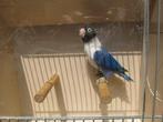 Agapornis Personata man, Dieren en Toebehoren, Mannelijk, Dwergpapegaai of Agapornis, Geringd