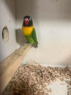 Personata pop, Dieren en Toebehoren, Vogels | Parkieten en Papegaaien, Vrouwelijk, Dwergpapegaai of Agapornis