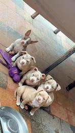 American bully pups, Overige rassen, CDV (hondenziekte), 8 tot 15 weken, Meerdere
