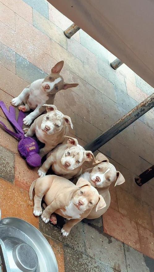 American bully pups, Dieren en Toebehoren, Honden | Bulldogs, Pinschers en Molossers, Meerdere dieren, Overige rassen, Fokker | Hobbymatig