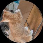 Kittens, Dieren en Toebehoren, Katten en Kittens | Overige Katten, Meerdere dieren, 0 tot 2 jaar