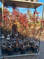Acer palmatum 'Red Emperor' - Japanse Esdoorn, Tuin en Terras, Planten | Bomen, In pot, Halfschaduw, Lente, 100 tot 250 cm
