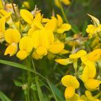 Rolklaver (Lotus corniculatus), Vaste plant, Ophalen of Verzenden