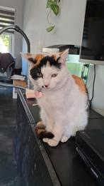 Lieve poes zoekt een gouden mandje, Dieren en Toebehoren, Poes, Kortharig, 3 tot 5 jaar