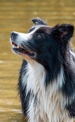 Bordercollie reu ter dekking aangeboden,dekreu Border collie, Particulier, 1 tot 2 jaar, Nederland, Eén hond