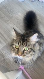 Goud mandje gezocht voor Yara, Poes, 0 tot 2 jaar