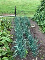 Prei planten, Ophalen, Overige soorten, Minder dan 100 cm
