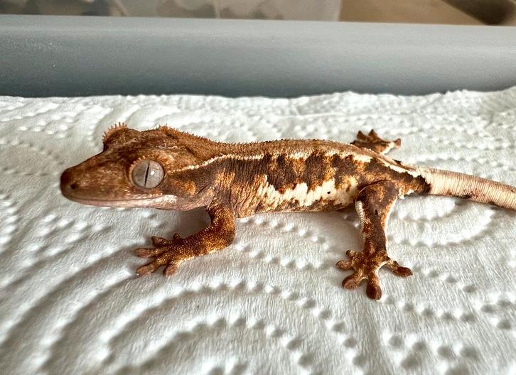 Wimpergekko 2025, eventueel met starterset