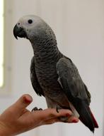 gezocht grijze roodstaart papegaaien wild geen problee, Dieren en Toebehoren, Vogels | Overige Vogels, Meerdere dieren