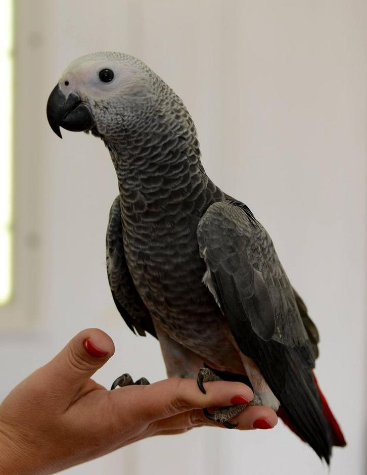 gezocht grijze roodstaart papegaaien wild geen problee, Dieren en Toebehoren, Vogels | Overige Vogels, Meerdere dieren