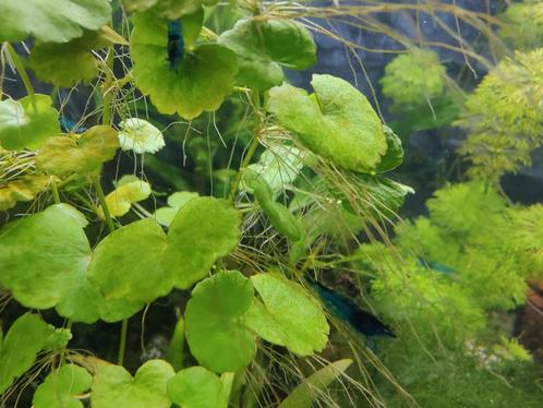 blue dream neocaridina garnalen met gratis waternavel, Dieren en Toebehoren, Vissen | Aquariumvissen