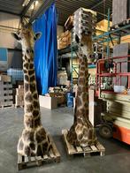 opgezette giraffe 265cm hoog!! Met CITES certificaat!!, Nieuw, Wild dier, Opgezet dier, Ophalen