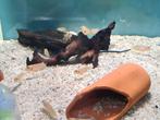 Lamprologus Ocellatus Gold Tanganyika Cichliden, slakkenhuis, Dieren en Toebehoren, Vissen | Aquariumvissen, Vis, Zoetwatervis