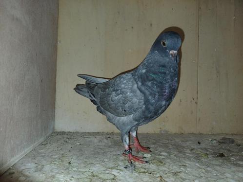 Jonge birmingham rollers, Dieren en Toebehoren, Vogels | Duiven, Tuimelaar of Roller, Meerdere dieren