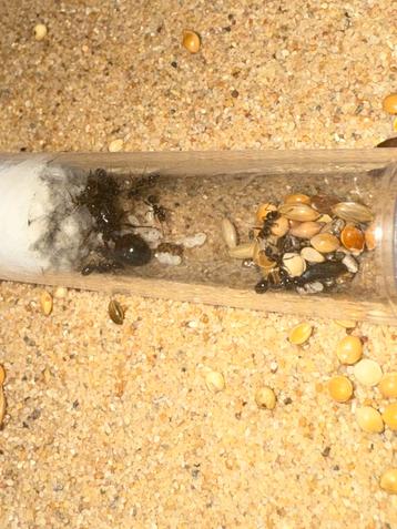 Messor barbarus mieren kolonie beschikbaar voor biedingen