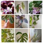 Diverse kamerplanten, stekjes en oxalis knolletjes te koop, Ophalen, Overige soorten, Halfschaduw