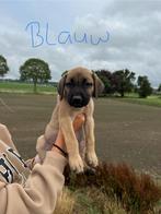 Puppy’s Turkse Kangal / Boerboel, 8 tot 15 weken, Teef, Meerdere, Nederland
