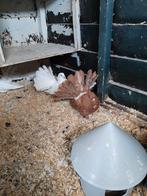 Pauwstaart, Dieren en Toebehoren, Vogels | Duiven, Mannelijk, Overige soorten