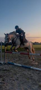 Lieve merrie te koop!, Dieren en Toebehoren, Paarden, Springpaard, Minder dan 160 cm, B, 11 jaar of ouder