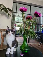 Poes X Maine Coon, Poes, 0 tot 2 jaar