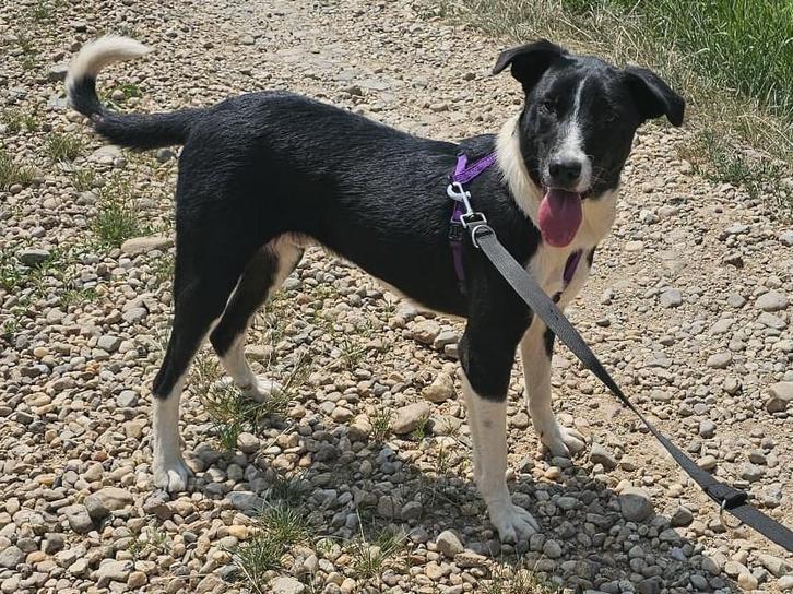 Gizmo een vrolijke, lieve en blije hond, Dieren en Toebehoren, Honden | Niet-rashonden, Middel, Reu, Particulier, Eén hond, Buitenland