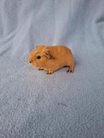 2x Creme california beertjes, Dieren en Toebehoren, Knaagdieren, Cavia, Mannelijk, November, Tam