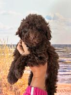 Prachtige mini labradoodle/mini doodle pups te koop, Dieren en Toebehoren, CDV (hondenziekte), 8 tot 15 weken, Meerdere, Meerdere dieren
