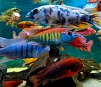 Malawi cichliden super-Quality L/XL 10 - 20 cm, Dieren en Toebehoren, Vis, Zoetwatervis, Schoolvis