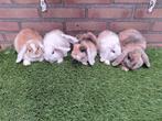 Te koop, jonge dwerghangoor konijntjes konijn dwerg hangoor, Dieren en Toebehoren, Konijnen, Meerdere dieren, Dwerg, Hangoor