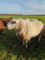 2.5 jarige swifter stamboek dekram, Dieren en Toebehoren, Schapen, Geiten en Varkens, Mannelijk, Schaap, 0 tot 2 jaar