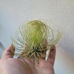 Tillandsia andreana, Ophalen of Verzenden, Overige soorten, Minder dan 100 cm
