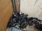 Cochins, Dieren en Toebehoren, Pluimvee, Meerdere dieren, Kip