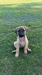 Puppy’s Turkse Kangal / Boerboel: nog 2 teefjes, Dieren en Toebehoren, Honden | Niet-rashonden, Teef, Groot, Meerdere, Nederland