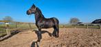 Friese merrie, Dieren en Toebehoren, Paarden, Merrie, Met stamboom, Dressuurpaard, 3 tot 6 jaar