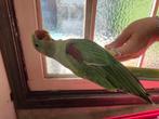 Grote Alexanderparkiet, Dieren en Toebehoren, Vogels | Parkieten en Papegaaien, Mannelijk, Papegaai, Geringd