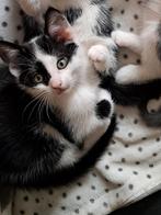 Schattige, speelse kittens!, Kater, Kortharig, 0 tot 2 jaar